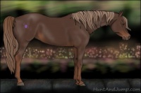 Horse Color:Liver Chestnut 