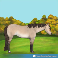 Horse Color:Bay Dun 