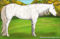 Horse Color:Perlino Appaloosa 