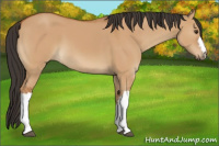 Horse Color:Bay Dun 