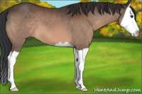 Horse Color:Bay Splash 