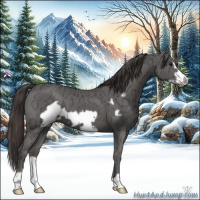 Horse Color:Smoky Black Ice Frame 