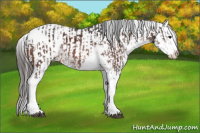 Horse Color:Bay Sabino Splash Appaloosa  and Brown Sabino Splash Appaloosa 