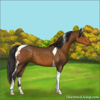 Horse Color:Buckskin Tobiano 