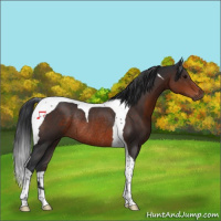 Horse Color:Brown Tobiano Rabicano 
