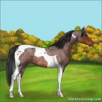 Horse Color:Bay Roan Tobiano