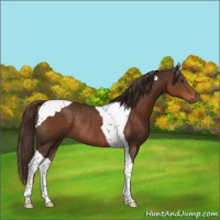 Horse Color:Liver Chestnut Tobiano Rabicano