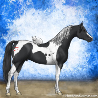 Horse Color:Black Tobiano 