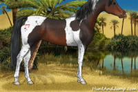 Horse Color:Brown Tobiano