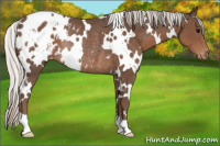 Horse Color:White Spotted Silver Black Appaloosa Rabicano 