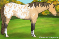 Horse Color:Buckskin Roan Blanket Rabicano 