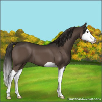 Horse Color:Liver Chestnut Splash 