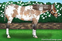 Horse Color:White Spotted Buckskin Roan Varnish 
