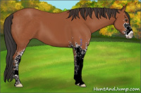 Horse Color:Bay Sabino 