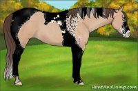 Horse Color:Amber Champagne Sabino Tobiano 