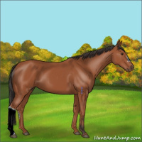 Horse Color:Brown 