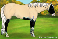 Horse Color:Silver Amber Cream Champagne Roan Sabino Splash 