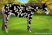 Horse Color:Amber Champagne Appaloosa 