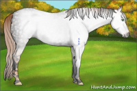 Horse Color:Gray Void Gold Champagne Splash Tobiano Appaloosa 