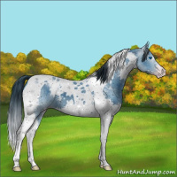 Horse Color:ERROR: UNKNOWN ANOMALY