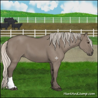 Horse Color:Silver Grullo 