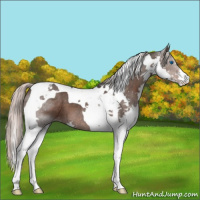 Horse Color:Silver Black Splash Tobiano 