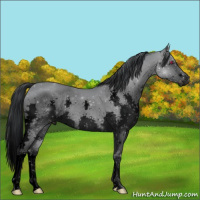 Horse Color:Void Classic Champagne Chinchilla Splash 