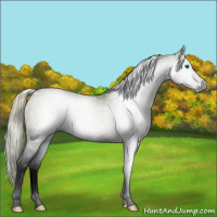 Horse Color:Gray Void Silver Black Splash 