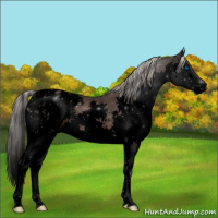 Horse Color:Void Silver Black Splash Appaloosa 