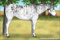 Horse Color:Gray White Spotted Black  and Gray White Spotted Black 