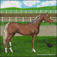 Horse Color:Chestnut Appaloosa 