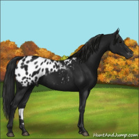 Horse Color:Gray Black Appaloosa 