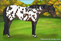 Horse Color:Brown Blanket 