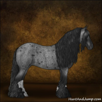 Horse Color:Gray Blue Roan