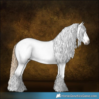 Horse Color:Gray Chestnut Appaloosa 