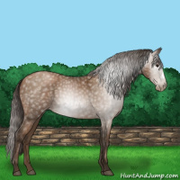 Horse Color:Gray Black Pearl 