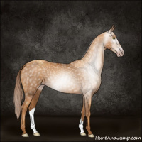 Horse Color:Gray Gold Champagne 