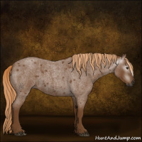 Horse Color:Gray Red Roan 