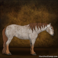Horse Color:Gray Red Roan 