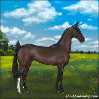 Horse Color:Gray Bay 