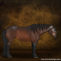 Horse Color:Gray Bay 