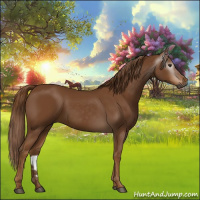Horse Color:Gray Chestnut 