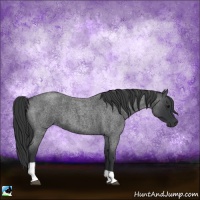 Horse Color:Blue Roan Tobiano