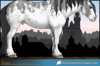 Horse Color:White Spotted Black Sabino