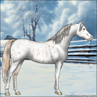 Horse Color:Gold Champagne Appaloosa  and Gold Champagne Splash Appaloosa 
