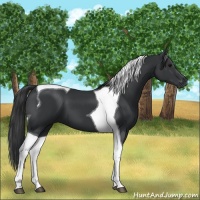 Horse Color:Black Tobiano 