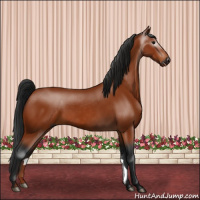 Horse Color:Gray Bay Rabicano