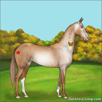 Horse Color:Gray Gold Champagne