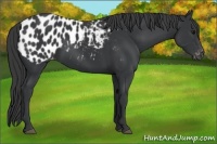 Horse Color:Black Appaloosa 