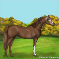 Horse Color:Gray Chestnut 